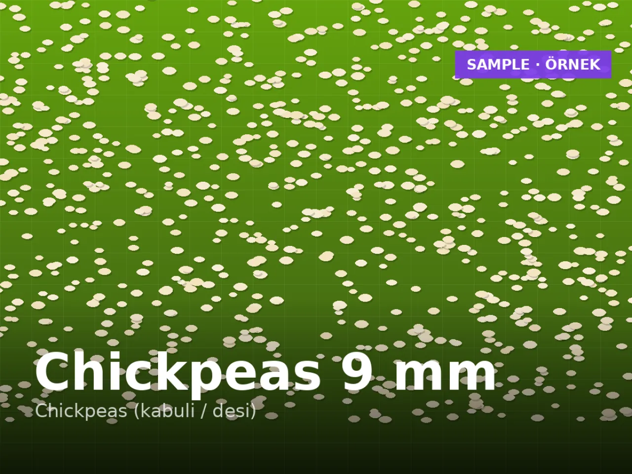 Chickpeas 9 mm calibre — machine cleaned & sorted